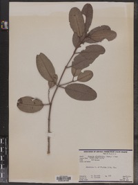 Image of Casasia clusiifolia