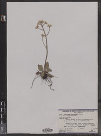 Saxifraga virginiensis image