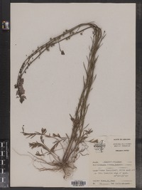 Image of Nuttallanthus texanus