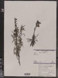 Linaria vulgaris image