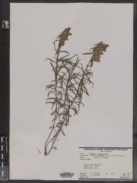 Linaria vulgaris image