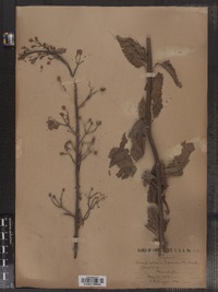 Scrophularia lanceolata image