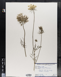 Daucus carota image