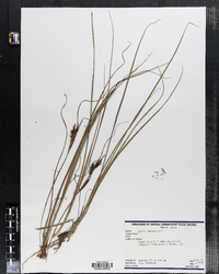 Carex lenticularis image