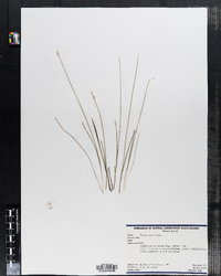 Carex pauciflora image