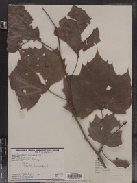 Platanus occidentalis image