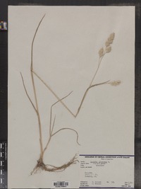 Dactylis glomerata image