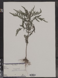 Ambrosia artemisiifolia image