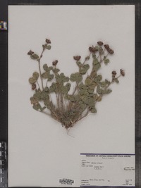 Trifolium repens image