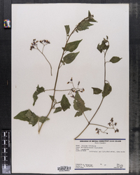 Solanum dulcamara image