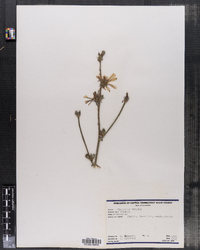 Cichorium intybus image