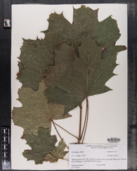 Acer platanoides image