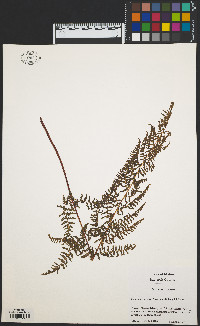 Dennstaedtia punctilobula image