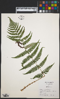 Dryopteris marginalis image