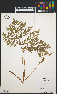 Botrychium virginianum image