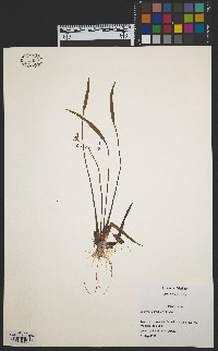 Sagittaria graminea image