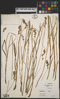 Carex argyrantha image