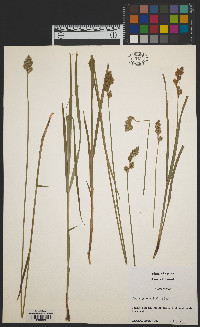 Carex argyrantha image