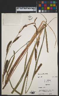 Carex lacustris image