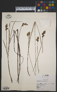 Carex merritt-fernaldii image