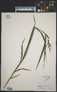 Carex scabrata image