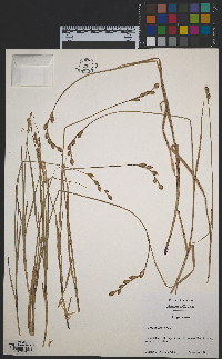 Carex silicea image