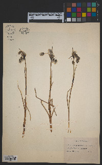 Eriophorum angustifolium image