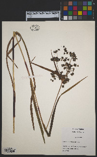 Scirpus microcarpus image