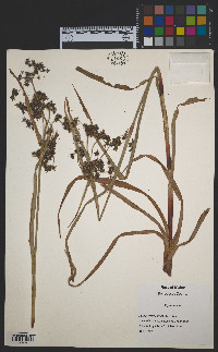 Scirpus microcarpus image