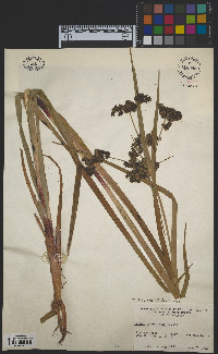 Scirpus microcarpus image