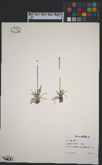 Eriocaulon parkeri image