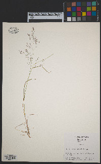 Agrostis perennans image