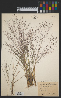 Eragrostis spectabilis image