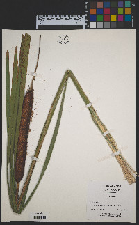 Typha latifolia image