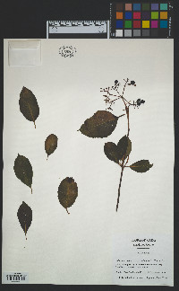 Viburnum nudum var. cassinoides image