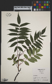 Rhus glabra image