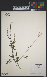 Ambrosia artemisiifolia image