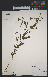 Bidens frondosa image