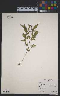 Bidens frondosa image