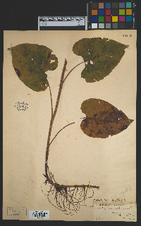 Eurybia macrophylla image