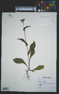 Sonchus asper image