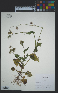 Sonchus oleraceus image