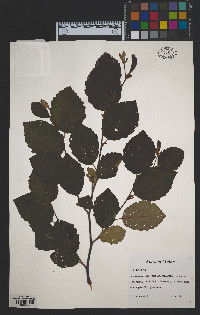 Alnus incana subsp. rugosa image