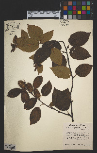 Betula alleghaniensis image