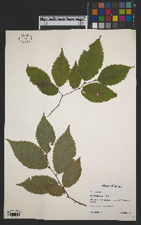 Ostrya virginiana image