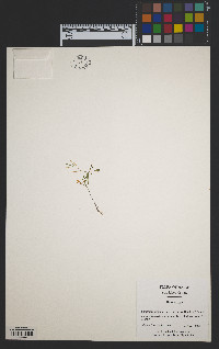 Cardamine parviflora var. arenicola image