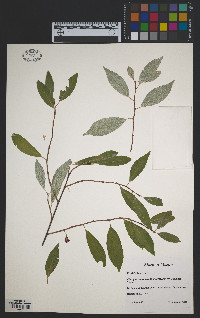 Elaeagnus umbellata var. parvifolia image