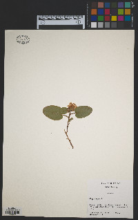 Epigaea repens image