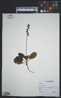 Pyrola elliptica image