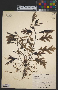 Quercus alba image